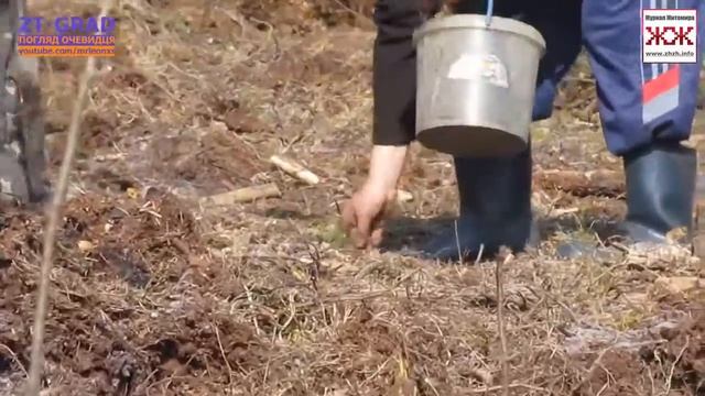 Как садят лес. Посадка соснового леса. Forest planting. Словечанско-Овруцкий кряж