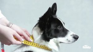 MyFamily - Как выбрать правильный размер ошейника для собаки