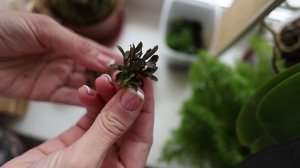Показываю покупки: меристемные Криптокорина Фламинго и Буцефаландра Ред мини