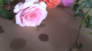 роза Розэгрэфин Мари Хенриэтт и Ламартине а Тресерве, питомник роз полины козловой, rozarium.biz