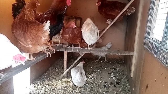 Курятник своими руками на 20 кур.