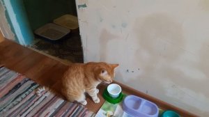 Кот ест сметану лапой