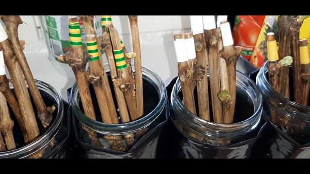 Укоренение черенков и посадка в контейнер. Часть 3.