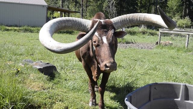 Giant Watusi like a big old dog смотреть онлайн