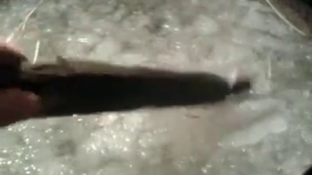 Как кушают свиньи и поросята на сельской ферме