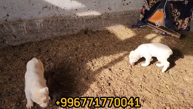 АЛАБАЙ ТҮРКМӨН КҮЧҮКТӨР КЕЛДИ 😱14 декабря 2022 г. смотреть онлайн