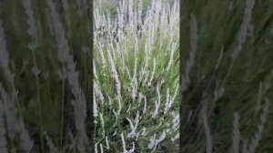 Лавaндин Гроссо.  Lavandula x intermedia "Testy grosso"