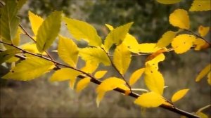 Андрей Баранов. Листьями пошуршать