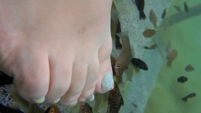 Рыбки озероа Вульягмени ,Греция смотреть онлайн