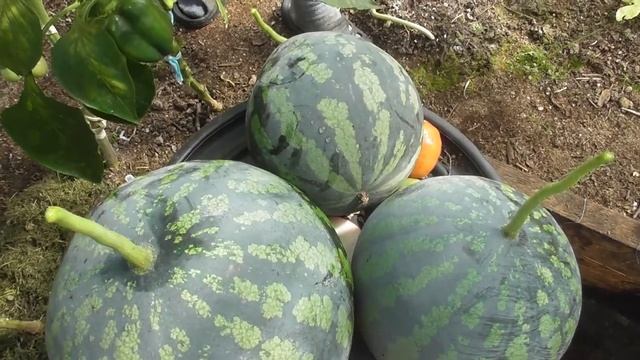 Арбузы в одной теплице с помидорами! Часть 2 Результат поразил!