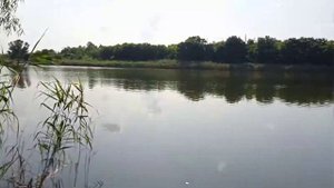 Подсолнечное поле и ставок в Селе Таромском !