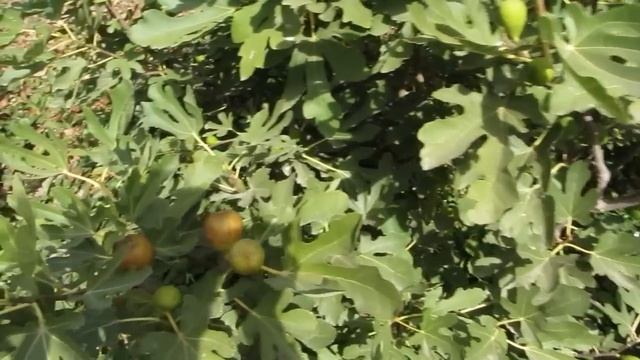 Инжир в саду первый и второй урожай