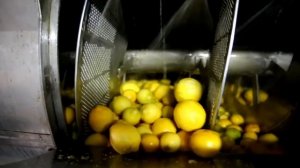 Что такое эфирное масло doTERRA?