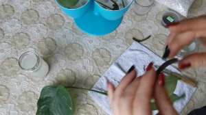 монстера, монстера альба, залита монстера альба водой, сгнили корни