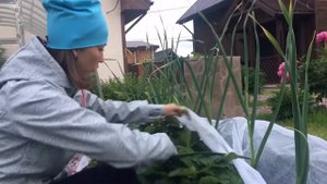 Выращивание клубники в ленинградской области