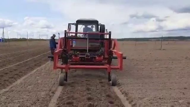 Подготовка посадочных ям под посадку туи смарагд и брабант. смотреть онлайн