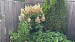 Linh's Garden Tour + Pinky Winky Hydrangea:  Early September, 2020