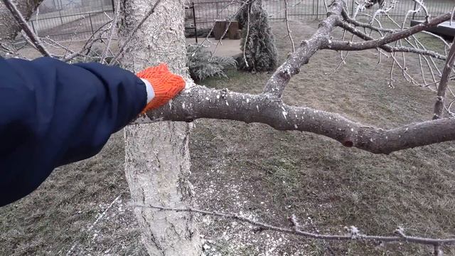 Обрезка СТАРЫХ деревьев 20 лет и БОЛЕЕ смотреть онлайн