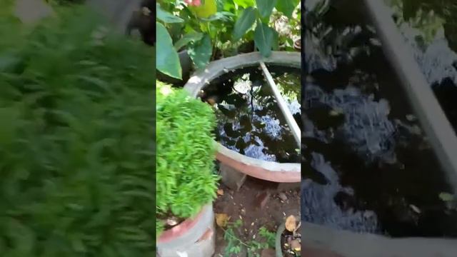 My Beautiful Garden(read description)#short#HIDU#SUBSCRIBE