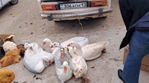 Сарыагаш қус базары.Казахстан.Город Сарыагаш.Туркестанская область.Птичий рынок.