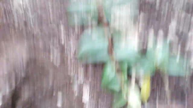 Подзимнее черенкование вечнозеленый растений смотреть онлайн