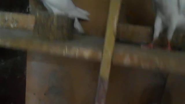 Голуби Дутиши Норвические смотреть онлайн