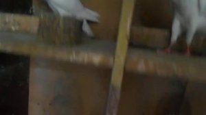 Голуби Дутиши Норвические