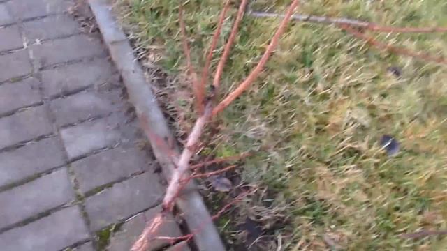 ОБРЕЗКА АБРИКОСА НА УРОЖАЙ. смотреть онлайн