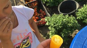 Томат БАНАНЧИК