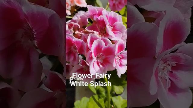 Pac Flower Fairy White Splash