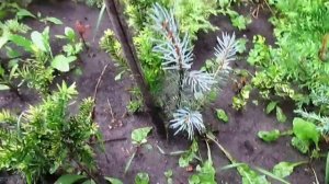 Ель голубая. Черенкование ёлки. Как размножить ель просто