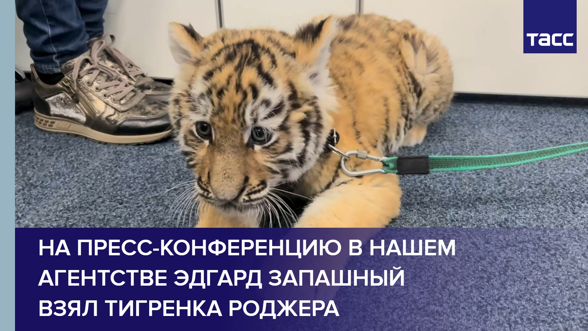 На пресс-конференцию в нашем агентстве Эдгард Запашный взял тигренка Роджера