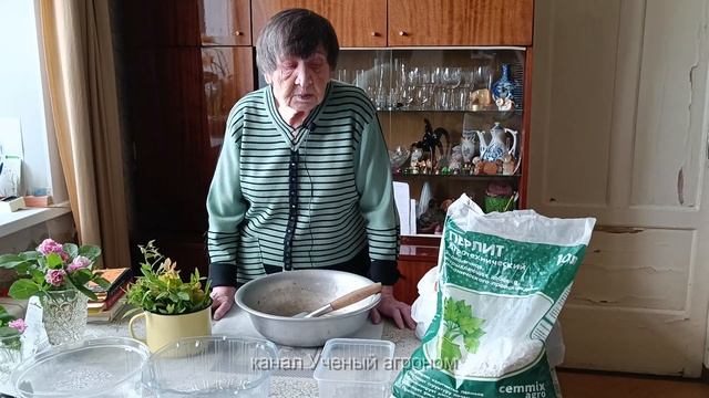 Черенкование.  Июнь -  время для зеленого черенкования