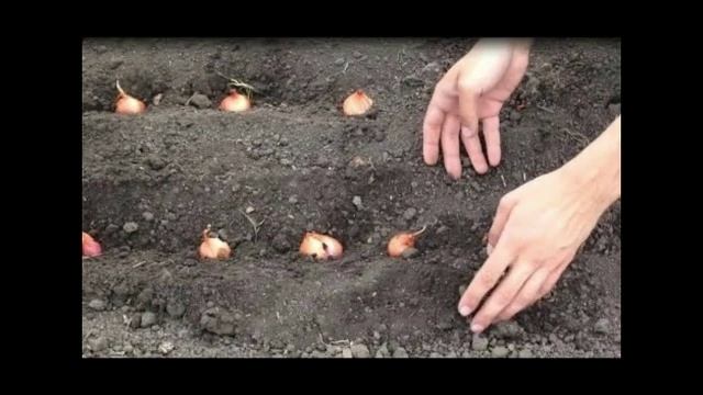 Сельхоз труд "Выращивание репчатого лука", 7 класс