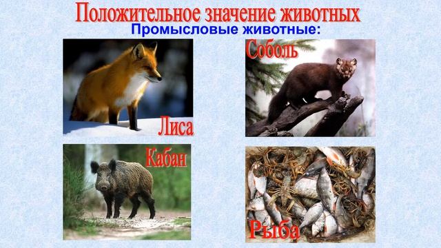 Значение животных и их охрана биология 8 кл смотреть онлайн