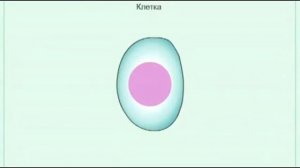 6 класс Жизнедеятельность клетки