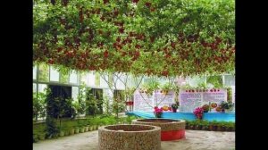 "Томаты! "Спрут" – Томатное Дерево! Урожай – до 1500 кг!"