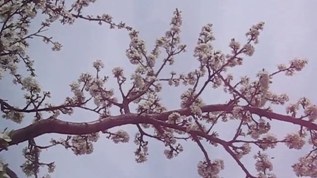 СКАЧАТЬ ФУТАЖИ Плодовые деревья Слива в цвету смотреть онлайн