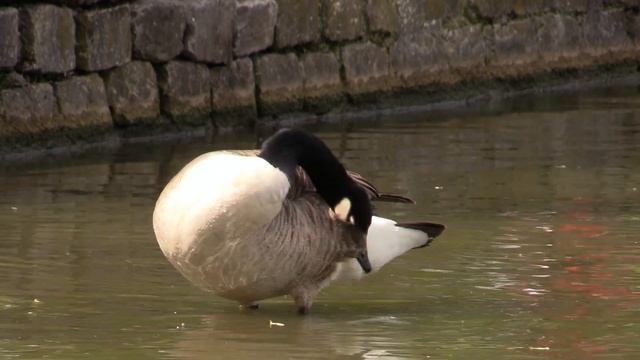 camera test canon hf g40 movie смотреть онлайн