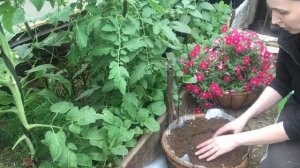 3 секрета пышного цветения петунии в подвесном кашпо