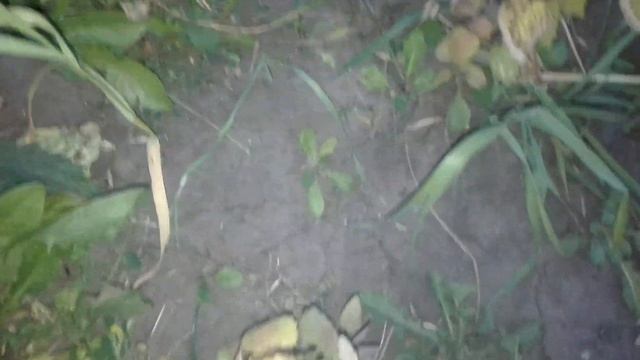 Мята из семян.От посадки до сбора. смотреть онлайн