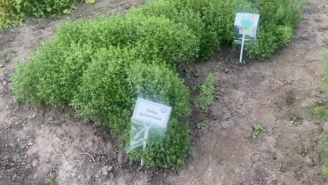 Чабер – яркий вкус и нежный аромат! смотреть онлайн