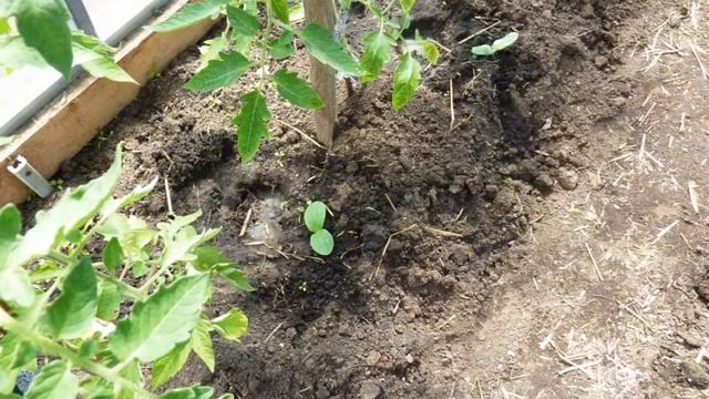 Цветники на даче своими руками смотреть онлайн