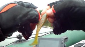 Судак и щука на джиг в сентябре. Клязьма. Джиг в коряжнике......