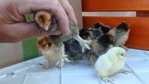 Очаровательные суточные #цыплята и их родители Павловские куры, #Pavlovskie_chickens, Baby chicken