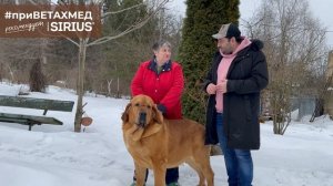 Секреты породы. Испанский мастиф // #ПриВЕТАхмед