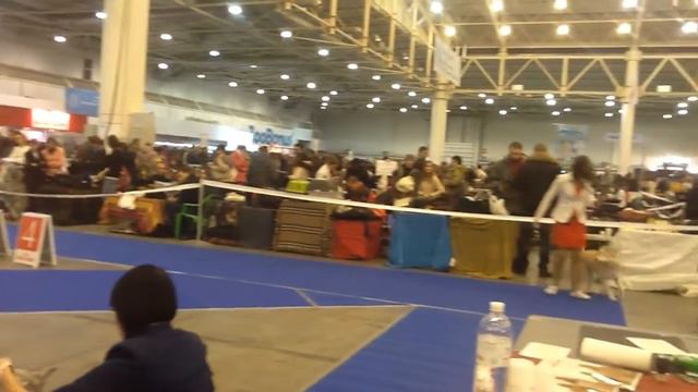 07.12.2014 FCI-CACIB Kiev смотреть онлайн