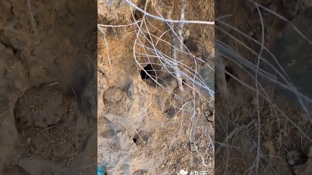 Relax Fishermen Catching Seafood China : Shark , Octopus , Fishing , Crab ... #1 смотреть онлайн