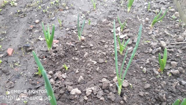 Посадка лука под зиму. смотреть онлайн