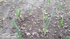 Посадка лука под зиму.